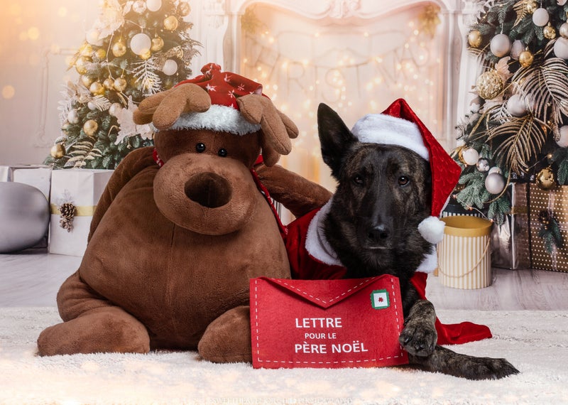 photographe canin valais, photographe canin suisse, photographe suisse, photographe valais, Chowchow, chowchow valais, chowchow france, chowchow suisse, formation photo, formation photo suisse, pissevache, cascade suisse, cascade pissevache, workshop audr