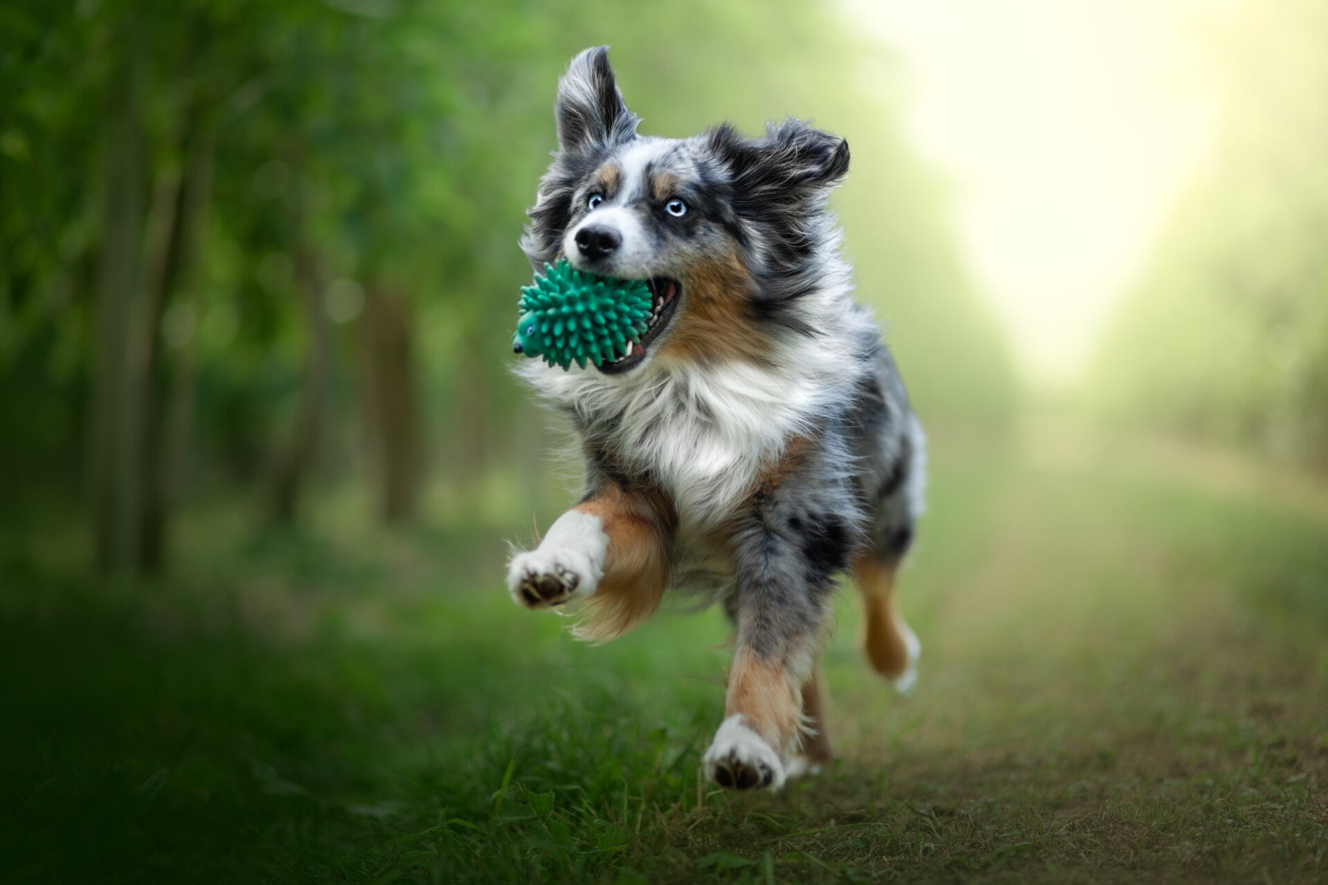Berger australien Photographe animalière Valais Séance photo Chiens Animaux de compagnie