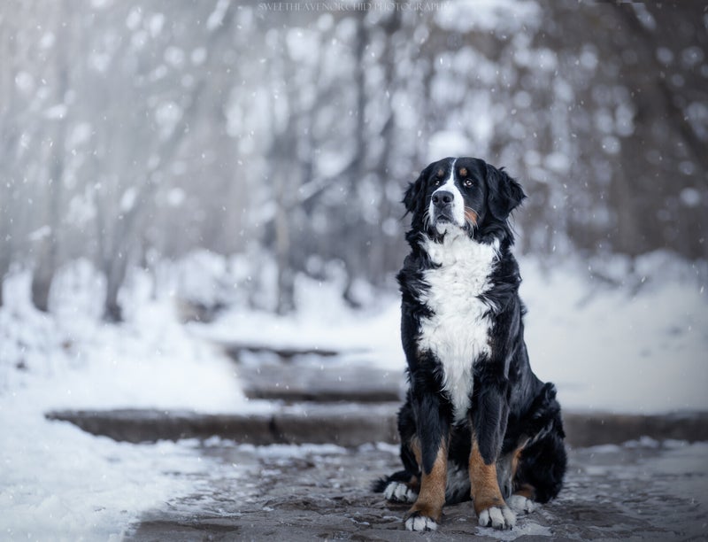 bouvier bernois croisement, Animaux de compagnie Photographe animalière Valais chiens