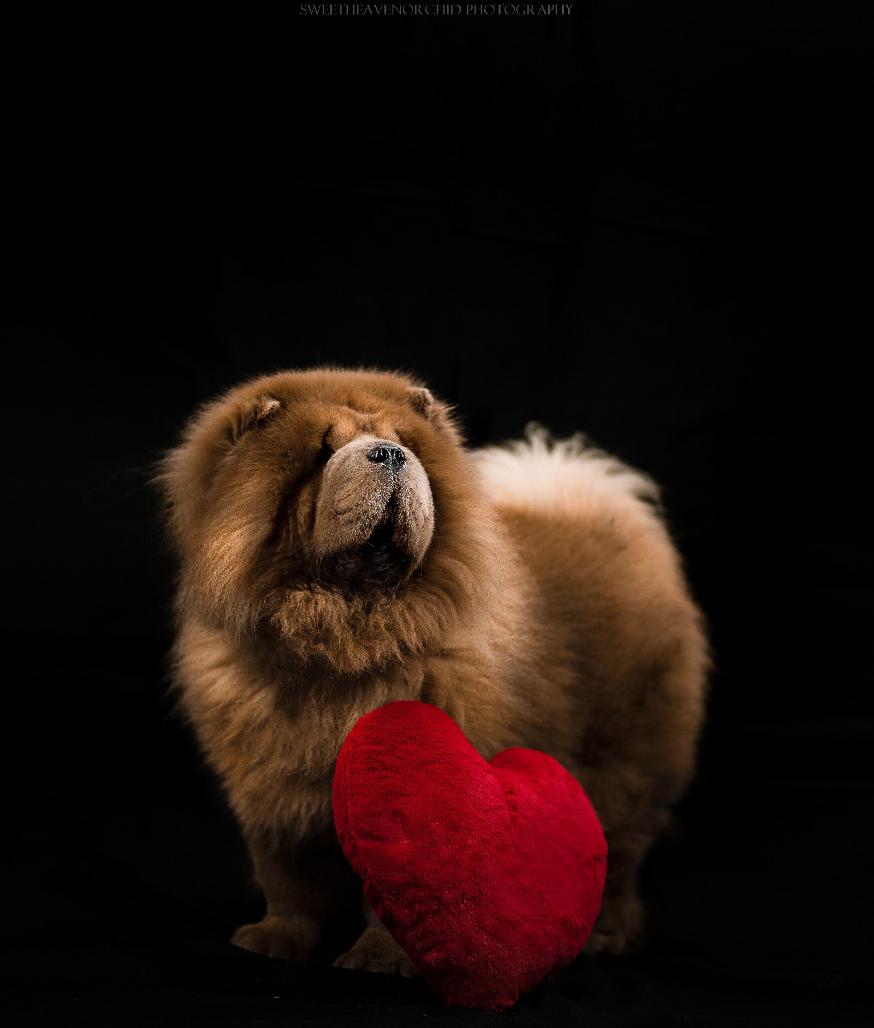 Chowchow Photographe animalière Valais Séance photo Chiens Animaux de compagnie