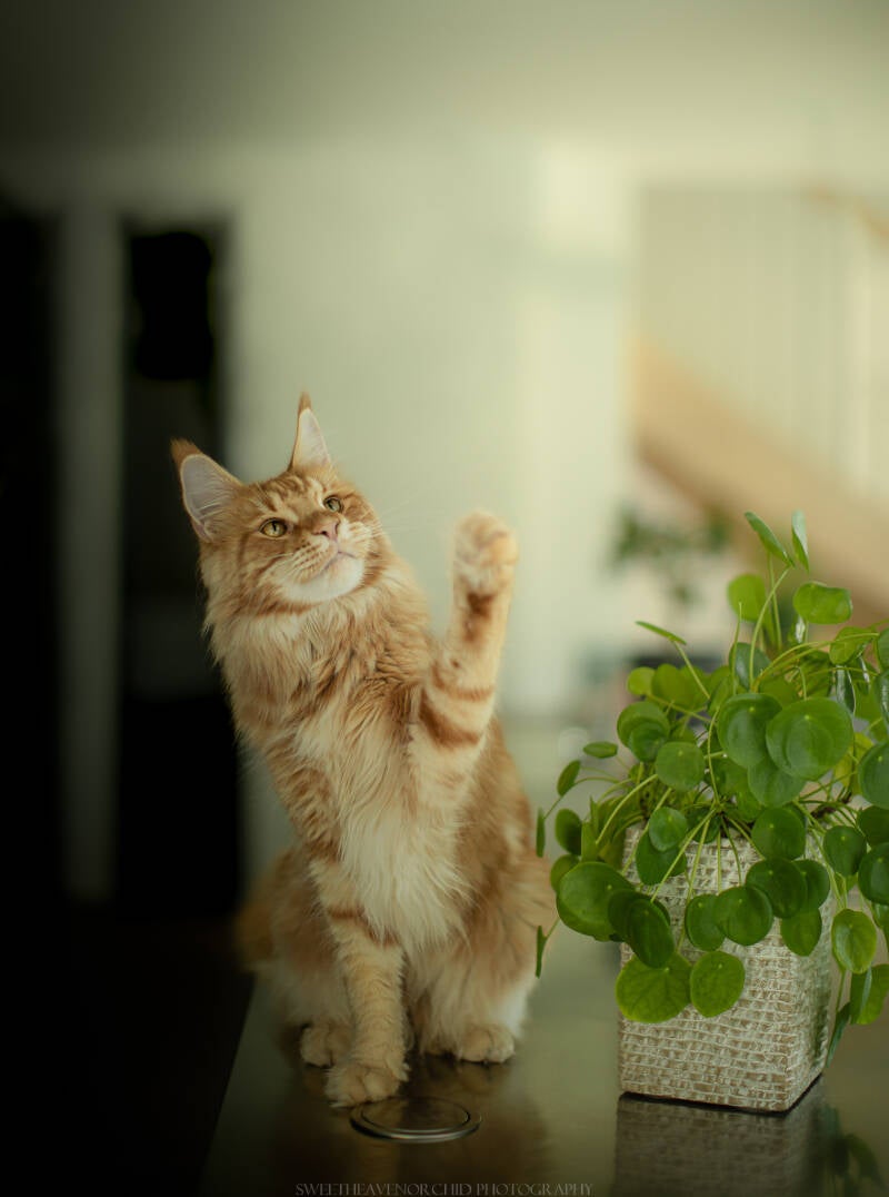 main coon, chat main coon, chat roux, chat valais, maincoon valais, photographe valais, photographe suisse, photographe animalier