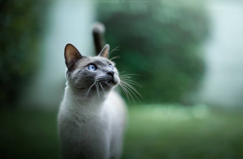 chat valais, centre santé chat, centre soins chat, chaton valais, chaton suisse, chat valais, photographe félin, photographe félin suisse, photographe félin valais, soins naturels chats, soins naturels chien