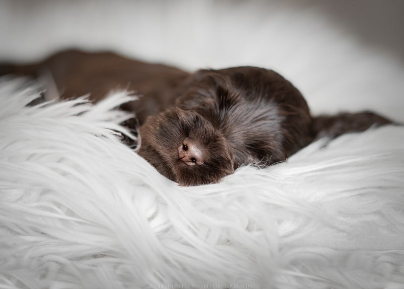 coker chiot shooting studio Photographe animalière Valais Séance photo Chiens Animaux de compagnie