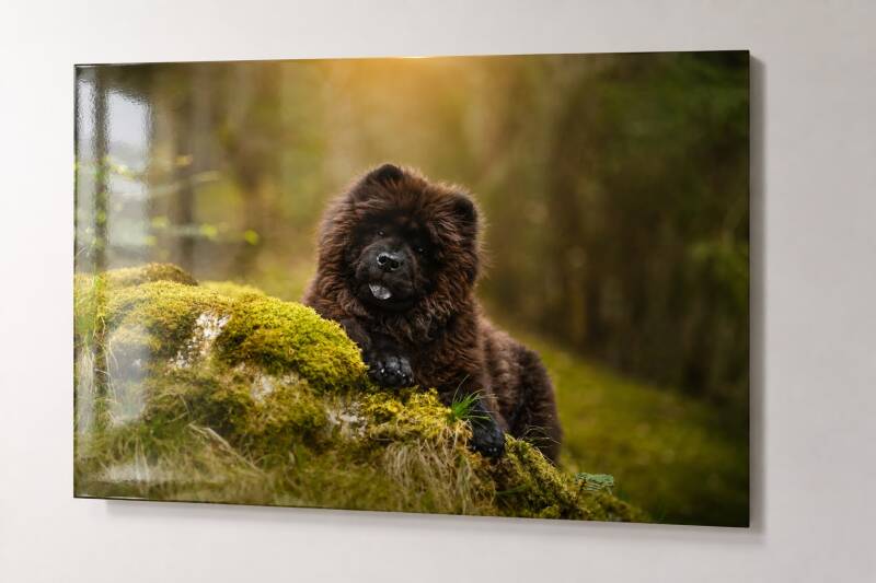 tableau photo valais, tableau photo suisse, impression tableau photos en suisse ou en valais, tirage sur tableau photo 