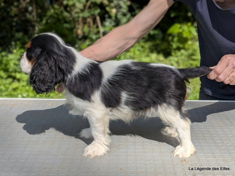 Chiots Cavalier King Charles de la Légende des Elfes, Normandie