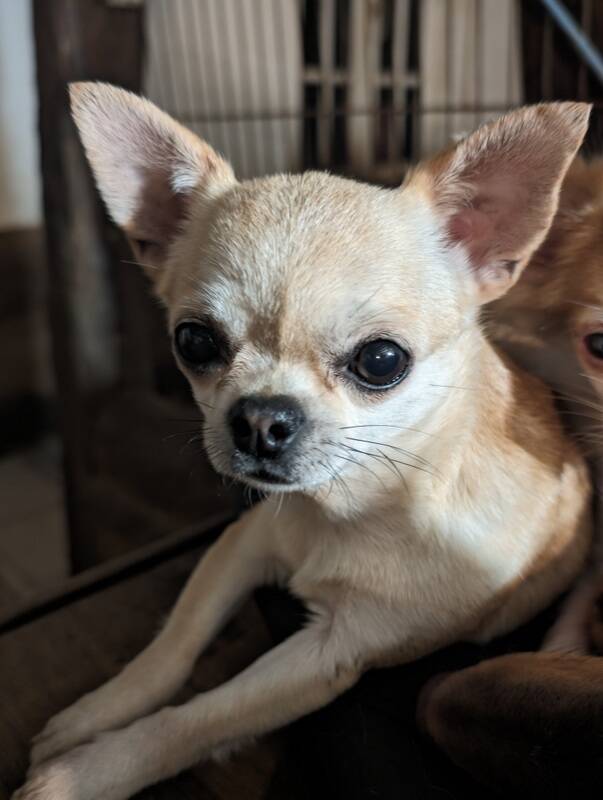 Chihuahua femelle poil court 5 ans pour retraite-élevage en Normandie