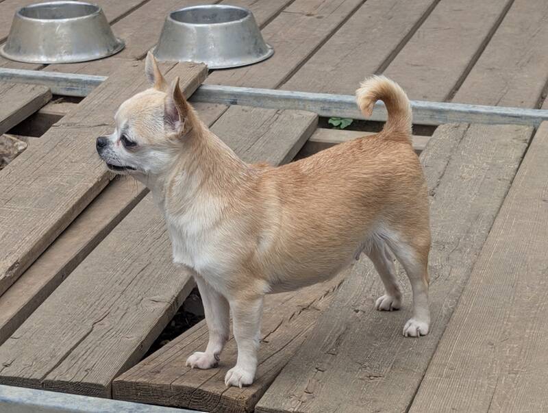 Chihuahua femelle poil court 5 ans pour retraite-élevage en Normandie