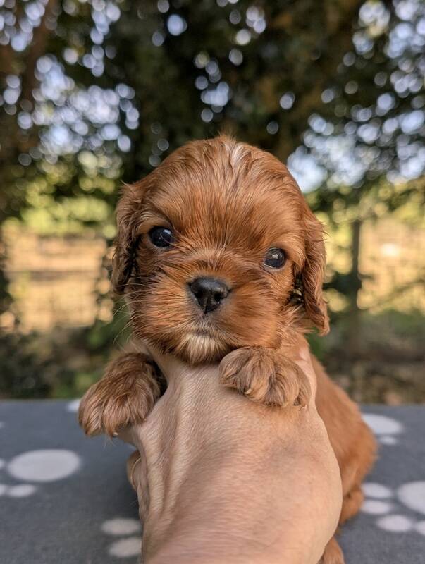 Chiots cavalier king charles ruby en Normandie-La Légende des Elfes