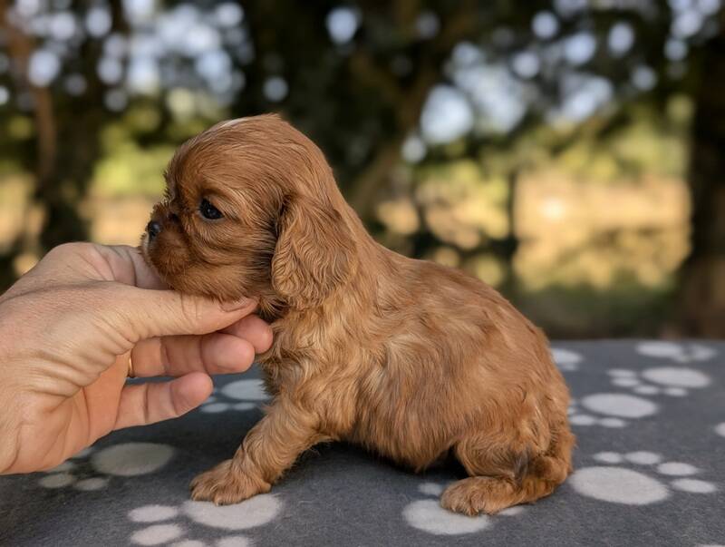Chiots cavalier king charles ruby en Normandie-La Légende des Elfes