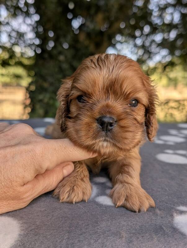 Chiots cavalier king charles ruby en Normandie-La Légende des Elfes