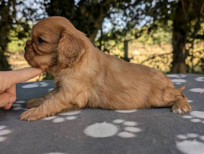 Chiots cavalier king charles ruby en Normandie-La Légende des Elfes