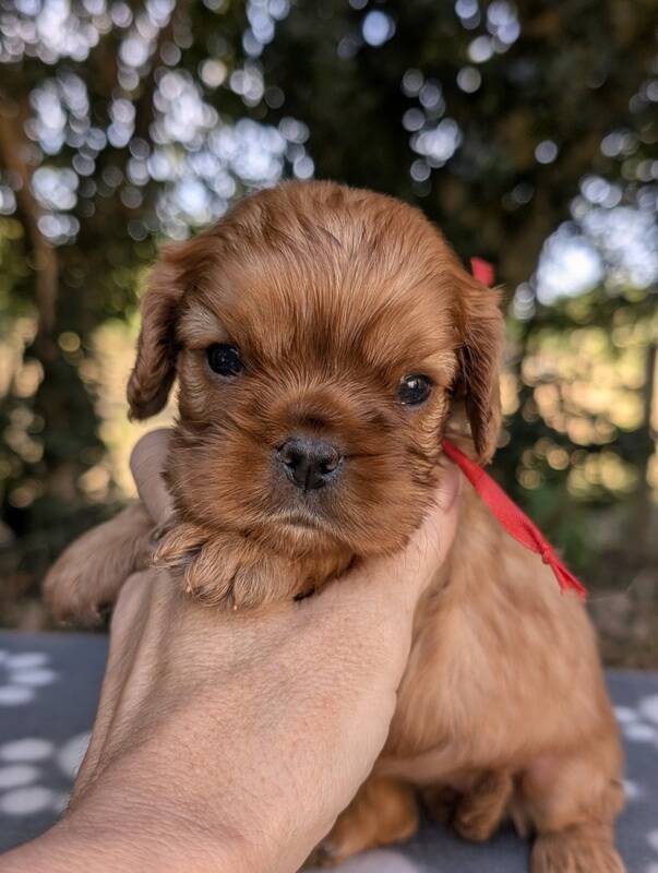 Chiots cavalier king charles ruby en Normandie-La Légende des Elfes