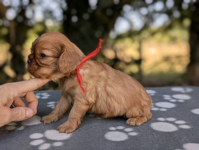 Chiots cavalier king charles ruby en Normandie-La Légende des Elfes