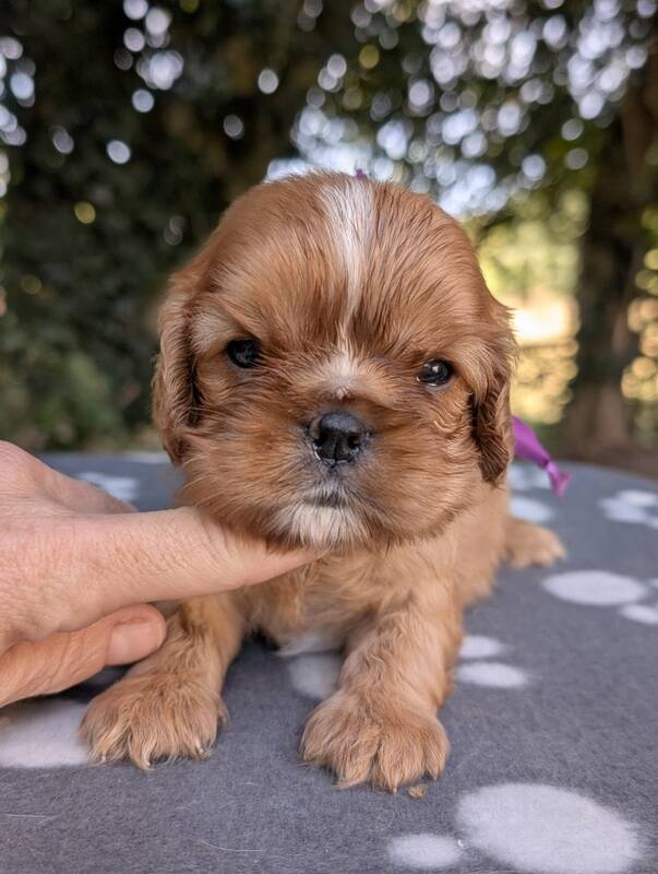 Chiots cavalier king charles ruby en Normandie-La Légende des Elfes
