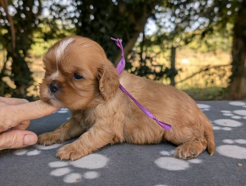 Chiots cavalier king charles ruby en Normandie-La Légende des Elfes