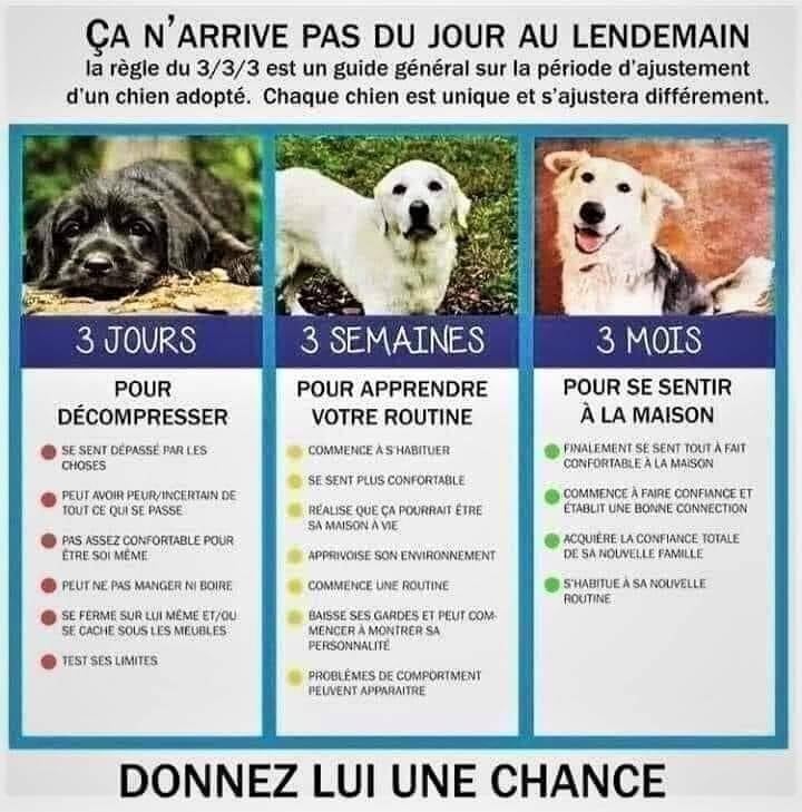 Elevage la Légende des Elfes-Cavalier King Charles-Cocker Anglais, Epagneul Tibétain-Normandie