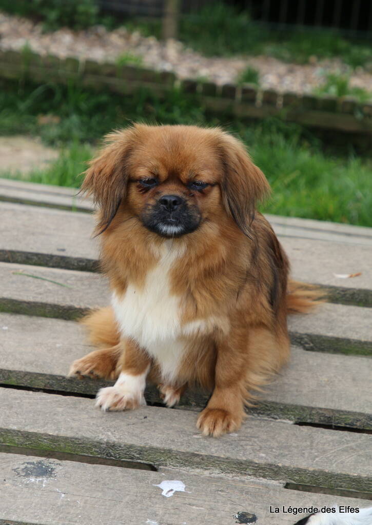 Notre femelle Olga épagneul tibétaine la légende des Elfes