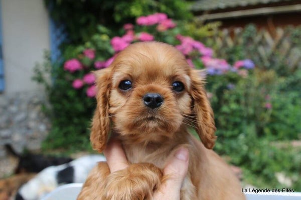 Verdi de la Légende des Elfes