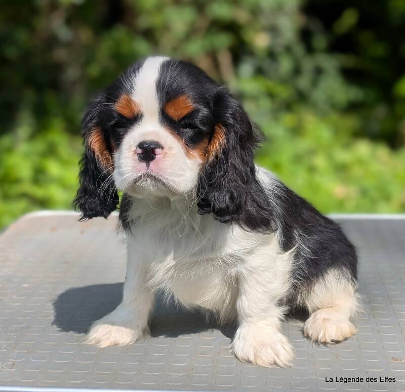 Chiots Cavalier King Charles de la Légende des Elfes, Normandie