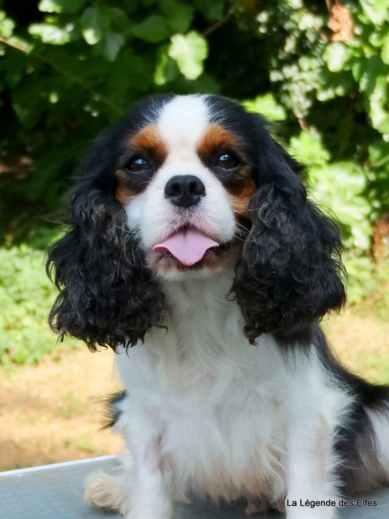 Retraitée Cavalier King Charles-Normandie