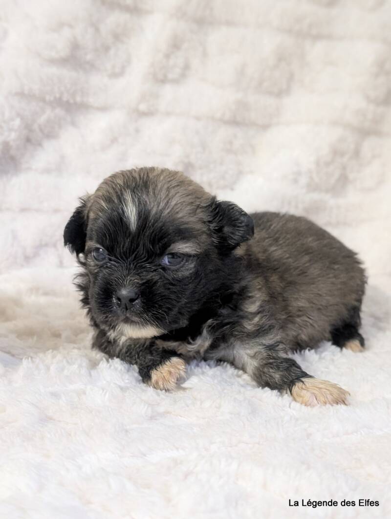 Chiots Epagneul Tibétain LOF en Normandie proche Deauville-Honfleur