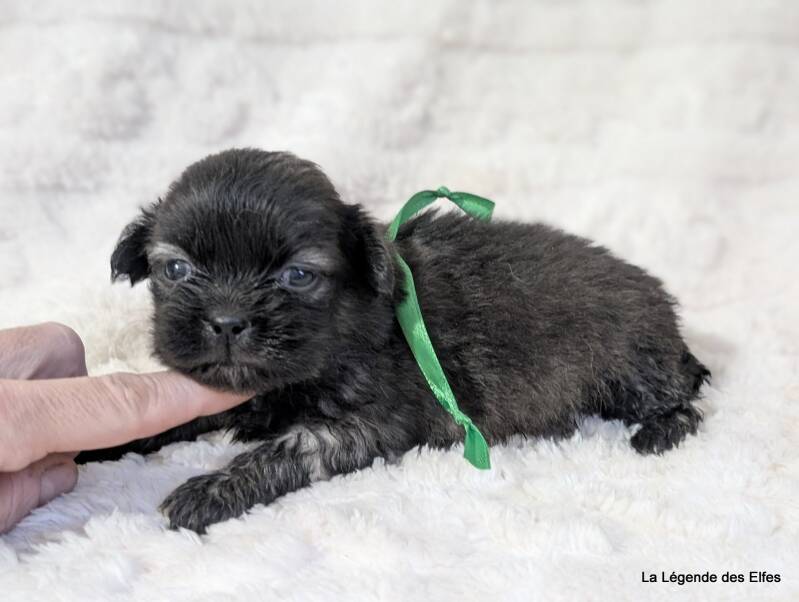 Chiots Epagneul Tibétain LOF en Normandie proche Deauville-Honfleur