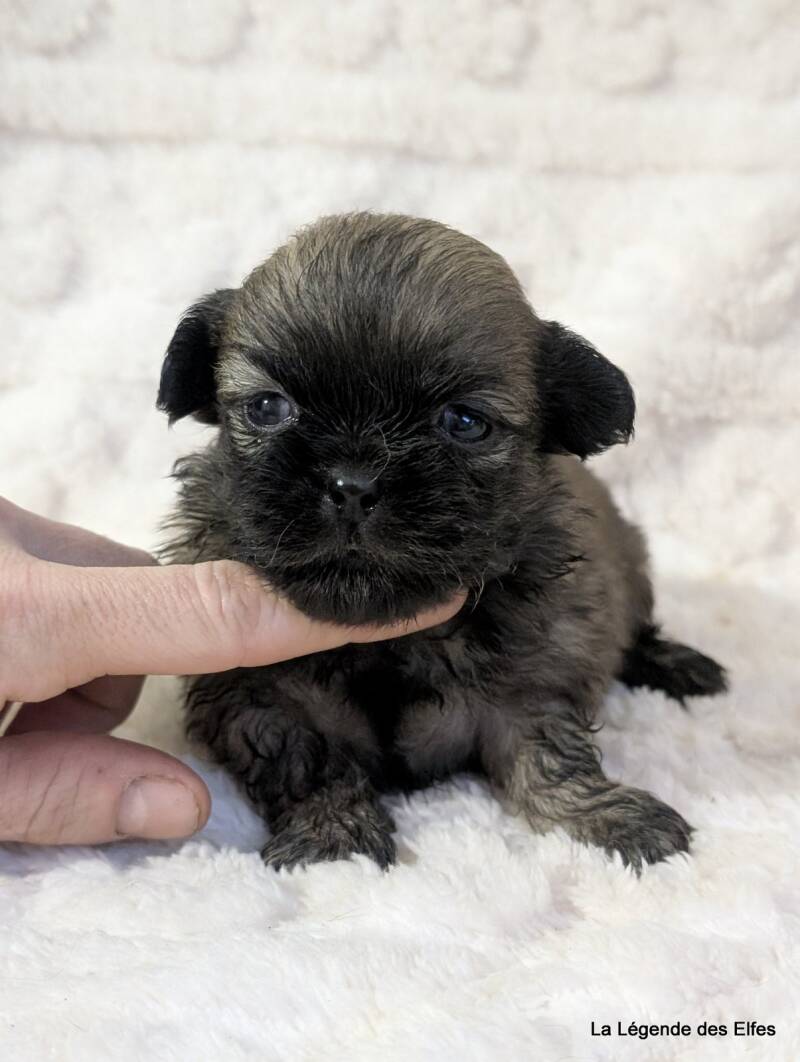 Chiots Epagneul Tibétain LOF en Normandie proche Deauville-Honfleur