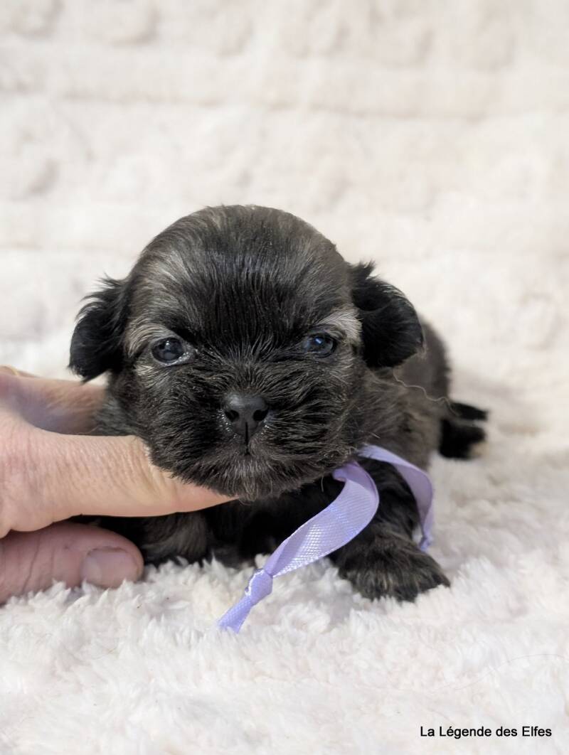 Chiots Epagneul Tibétain LOF en Normandie proche Deauville-Honfleur