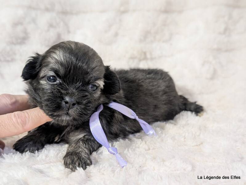 Chiots Epagneul Tibétain LOF en Normandie proche Deauville-Honfleur