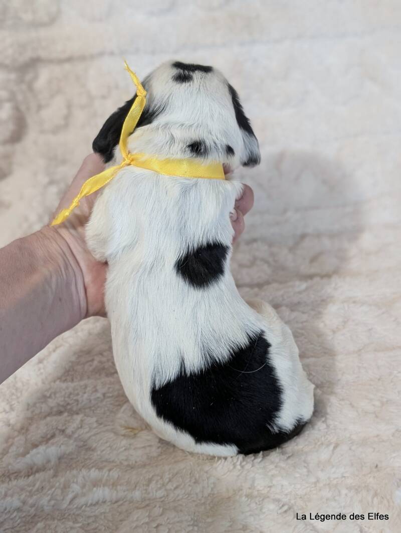 Chiots Cockers Anglais de la Légende des Elfes-Normandie