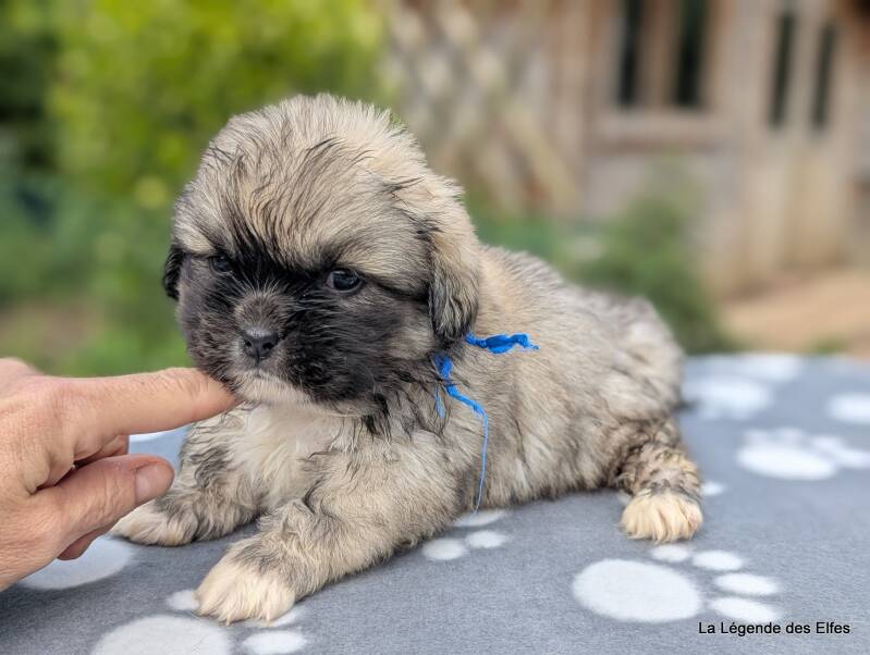 Chiots Epagneul Tibétain LOF en Normandie proche Deauville-Honfleur