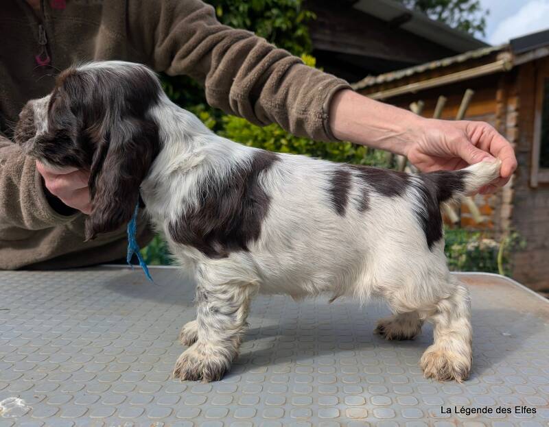 Chiots Cockers Anglais de la Légende des Elfes-Normandie