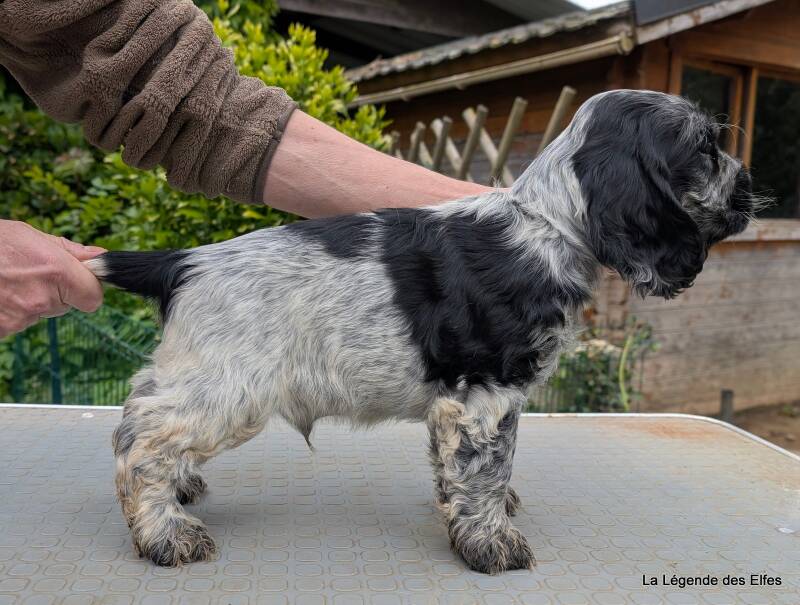 Chiots Cockers Anglais de la Légende des Elfes-Normandie