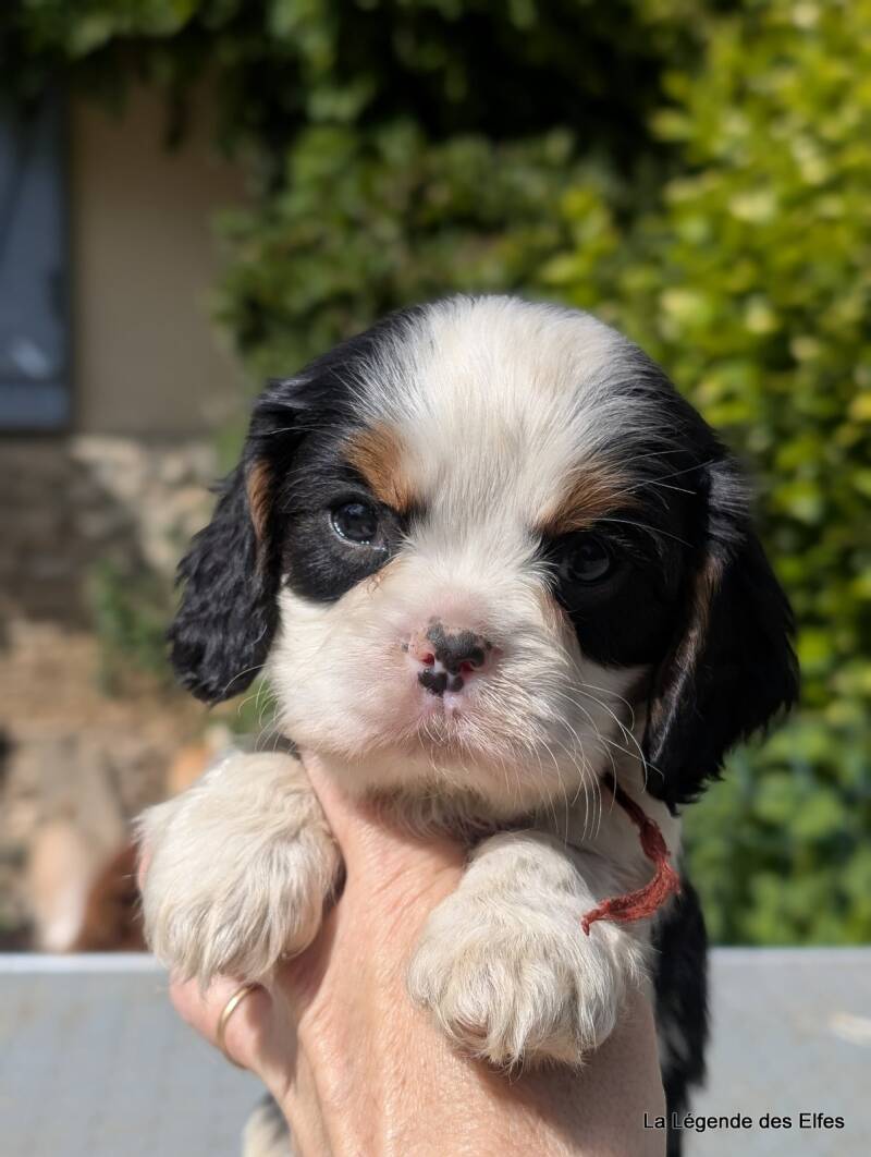 Chiots Cavalier King Charles de la Légende des Elfes, Normandie