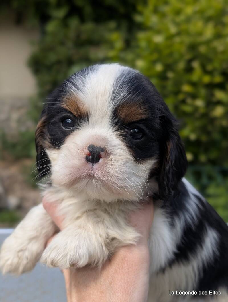 Chiots Cavalier King Charles de la Légende des Elfes, Normandie