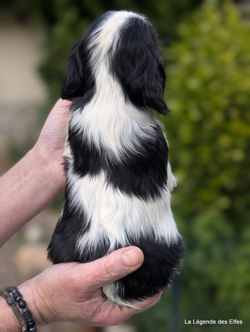 Chiots Cavalier King Charles de la Légende des Elfes, Normandie