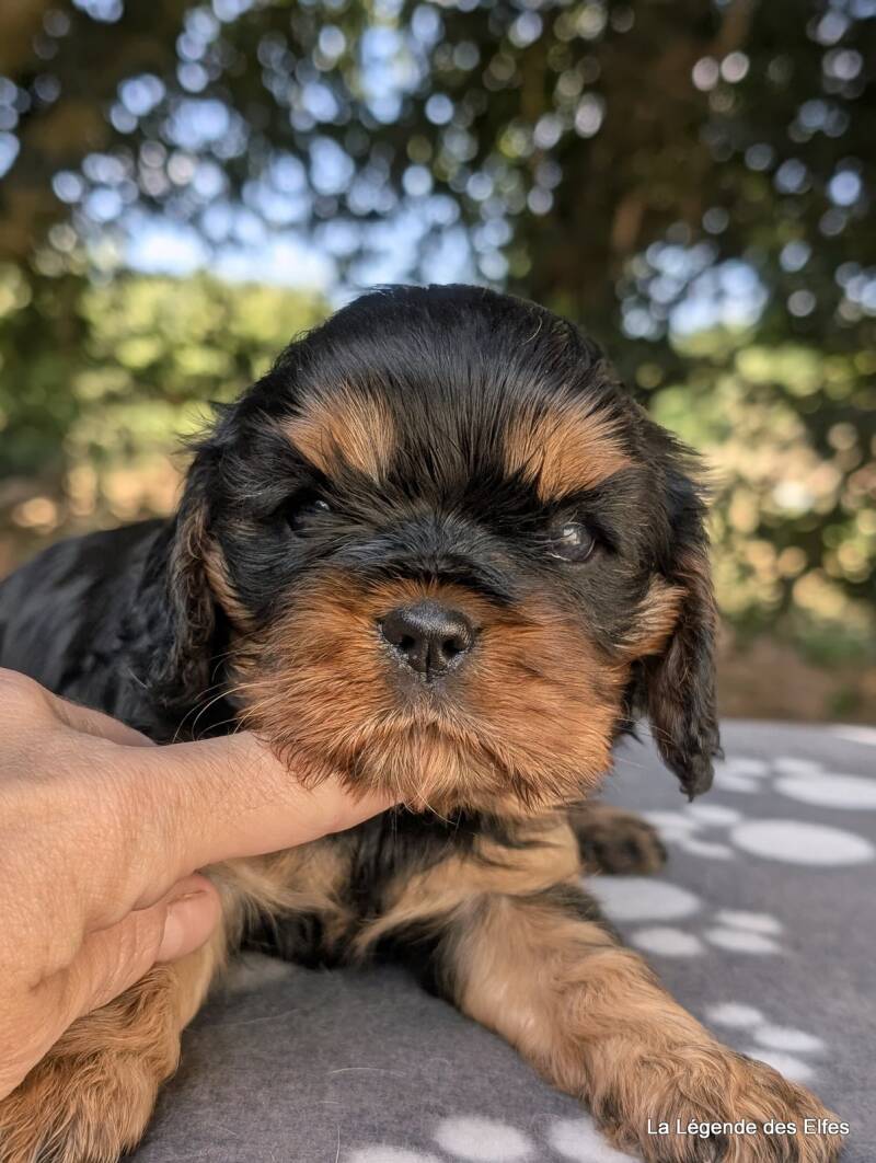 Chiots Cavalier King Charles de la Légende des Elfes, Normandie