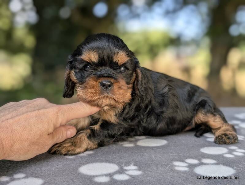 Chiots Cavalier King Charles de la Légende des Elfes, Normandie