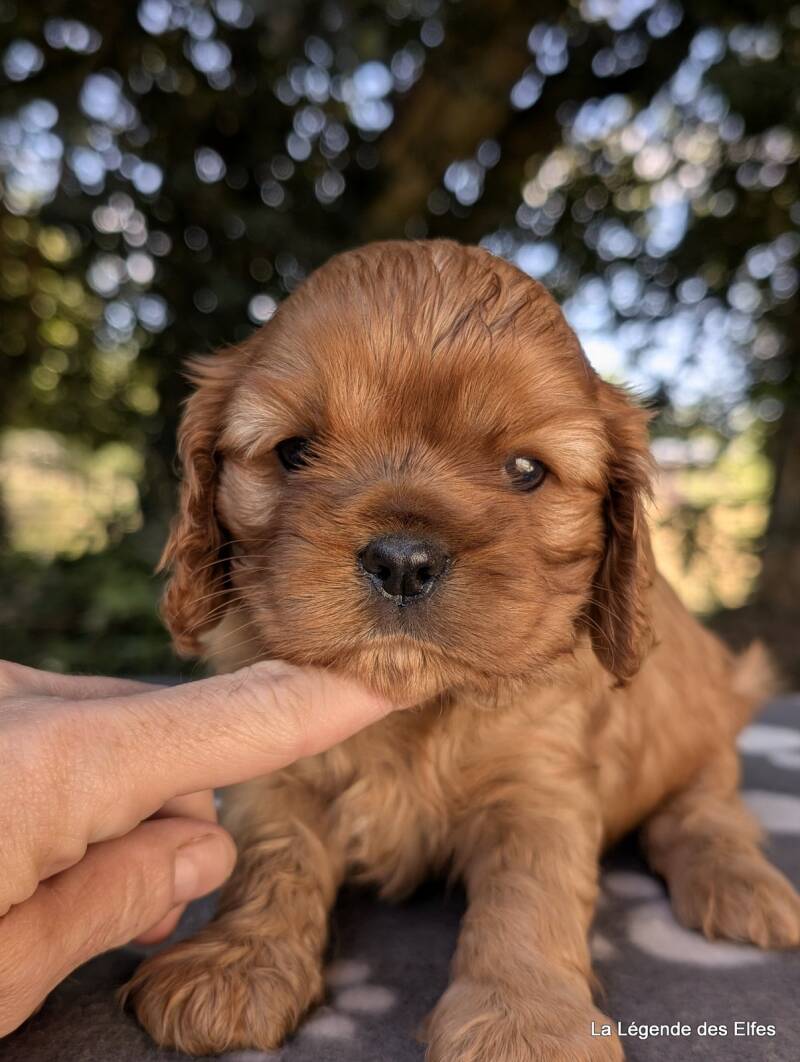 Chiots Cavalier King Charles de la Légende des Elfes, Normandie