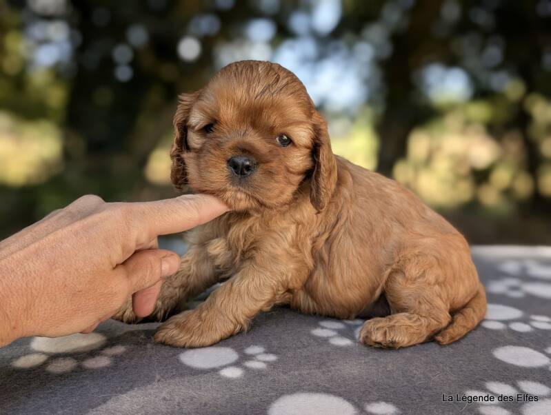 Chiots Cavalier King Charles de la Légende des Elfes, Normandie