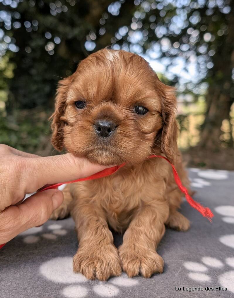 Chiots Cavalier King Charles de la Légende des Elfes, Normandie