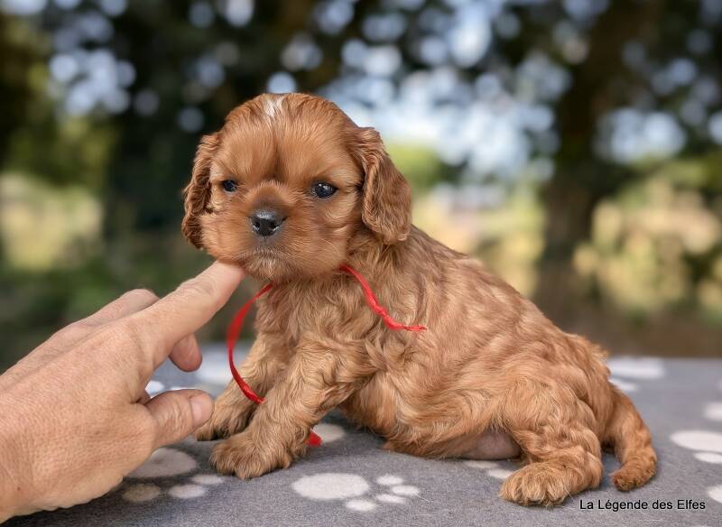 Chiots Cavalier King Charles de la Légende des Elfes, Normandie