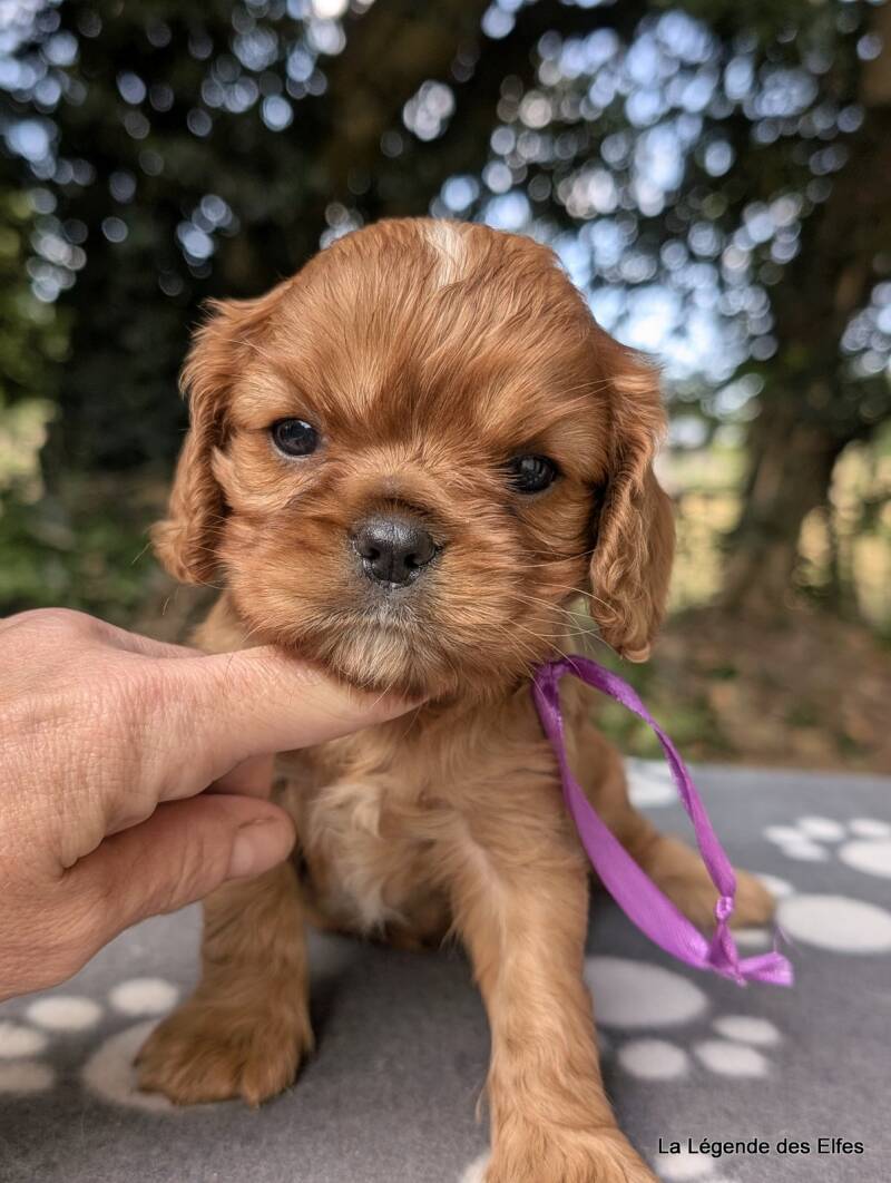 Chiots Cavalier King Charles de la Légende des Elfes, Normandie