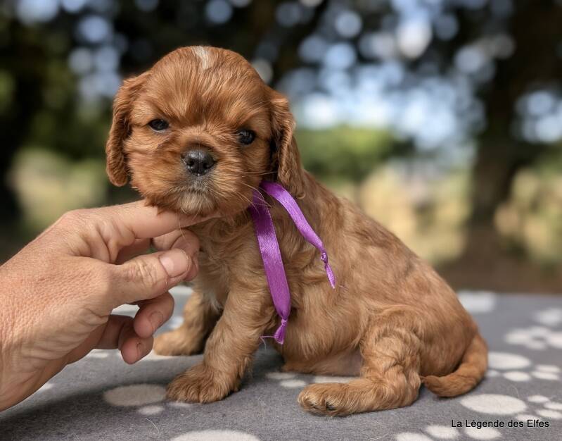 Chiots Cavalier King Charles de la Légende des Elfes, Normandie