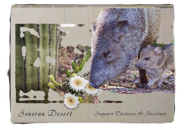 Sonoran Desert -Saguaro Cactuses & Javelinas-Somorset - 10" x 13" -Somorset Print