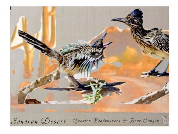 Sonoran Desert - Greater Roadrunners & Bear Canyon -12" x 18" Canvas Print
