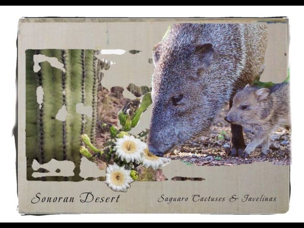 Sonoran Desert Life Forces - Sguaro Cactused & Javelinas