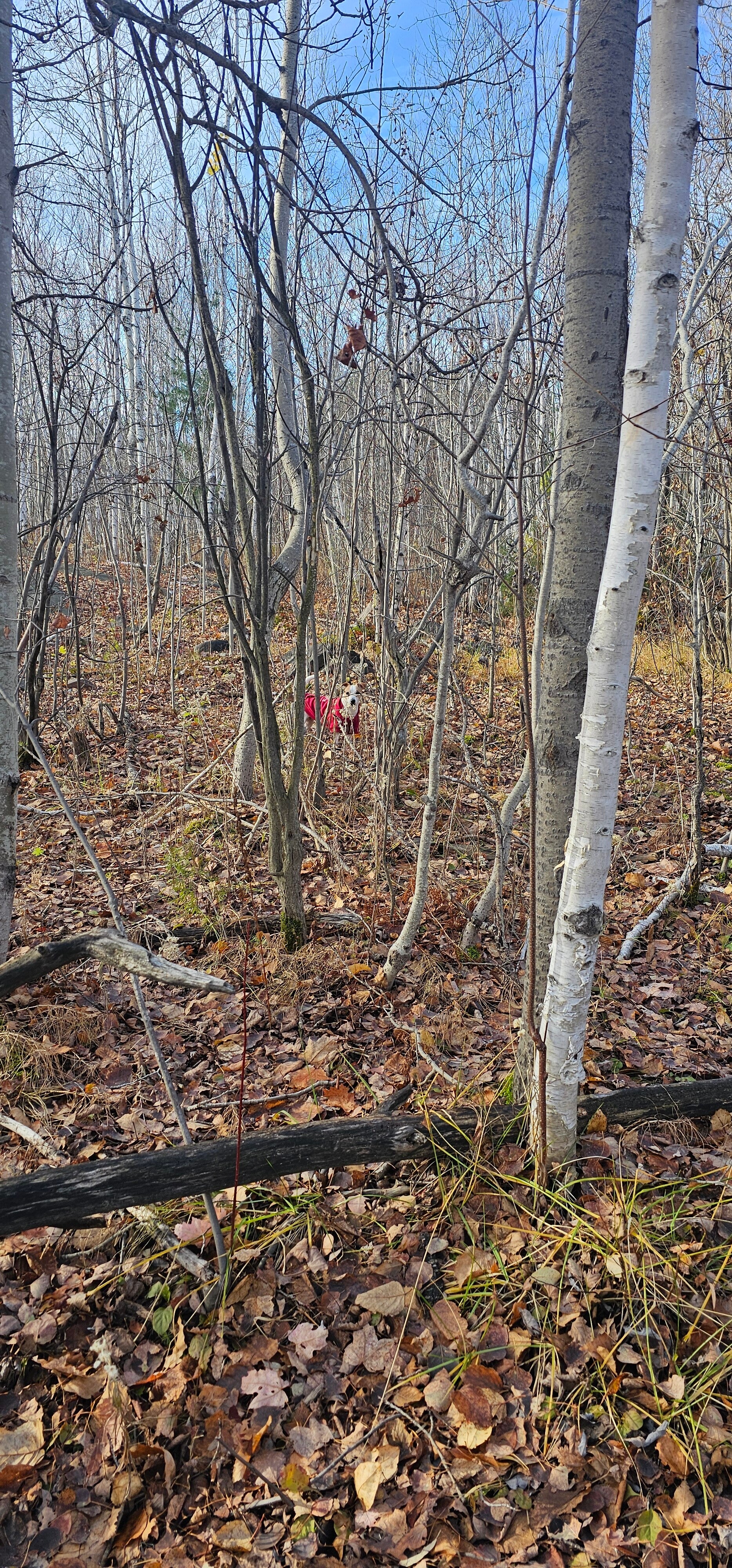 20251108_132720-standard.jpg