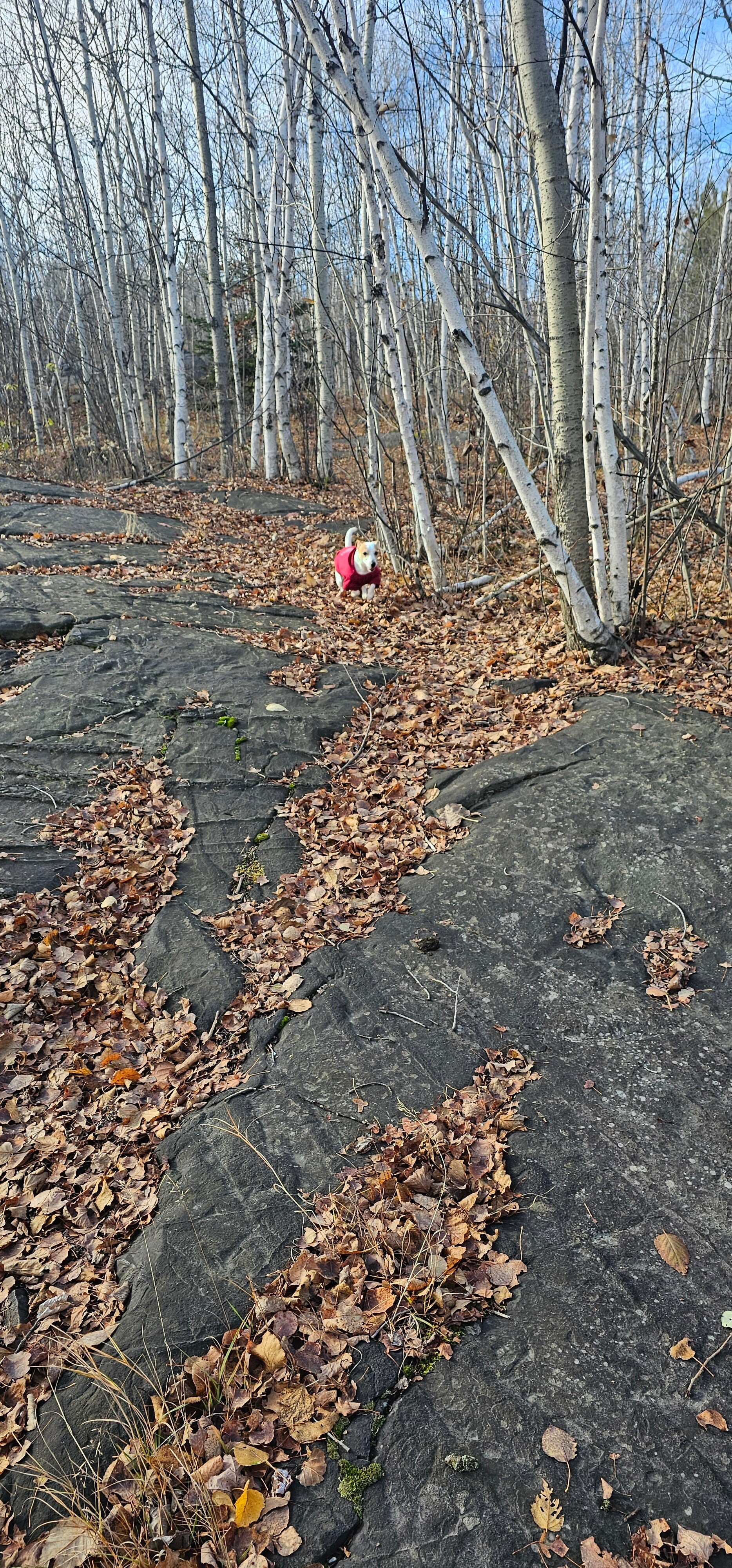 20251108_132752-standard.jpg
