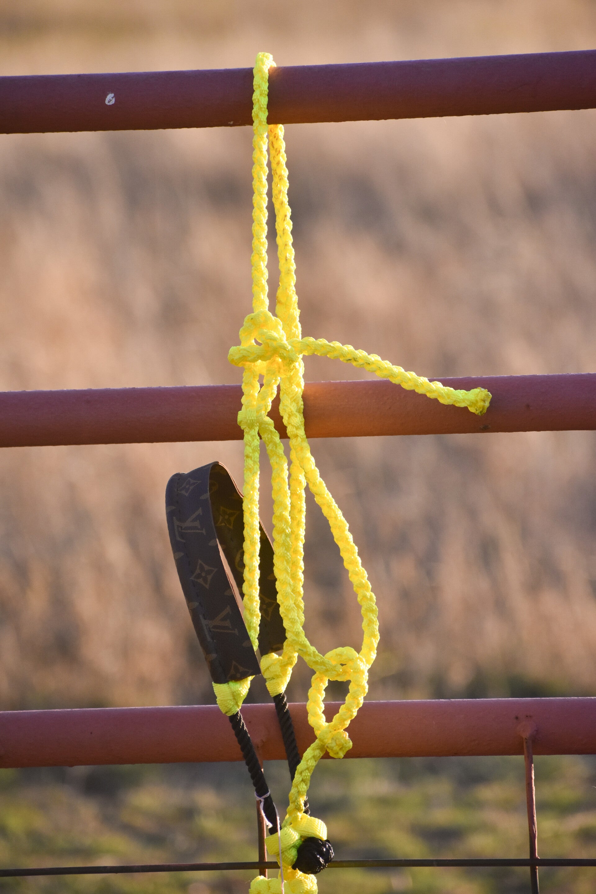 Yellow Muletape Halter